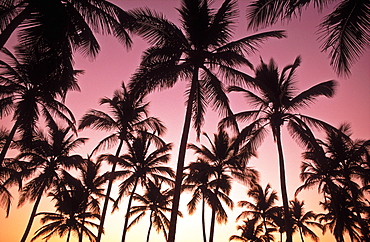 Silhouette of palm trees in the Caribbean, Bavaro Beach, Punta Cana, Dominican Republic, West Indies, Caribbean, Central America