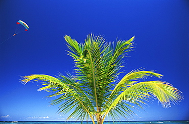 Palm tree and para-sailer, Bavaro Beach, Punta Cana, Dominican Republic, West Indies, Caribbean, Central America