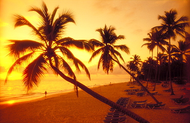 Sunrise on beach with palm trees, Bavaro Beach, Dominican Republic, West Indies, Caribbean, Central America