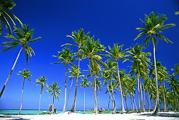 Palm trees and white sandy beach with woman looking out to the sea, Bavaro Beach, Punta Cana, Dominican Republic, West Indies, Caribbean, Central America