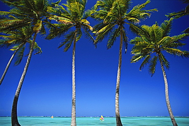 Row of palm trees and Caribbean Sea, Bavaro Beach, Punta Cana, Dominican Republic, West Indies, Caribbean, Central America