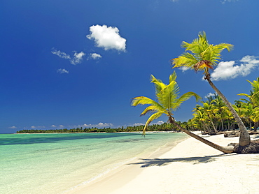 Palm trees, white sandy beach and green Caribbean Sea, Bavaro Beach, Punta Cana, Dominican Republic, West Indies, Caribbean, Central America