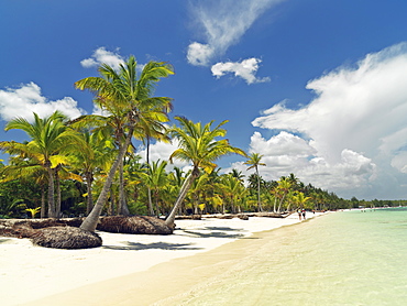 Palm trees and white sandy beach, Bavaro Beach, Punta Cana, Dominican Republic, West Indies, Caribbean, Central America