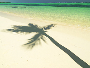 Shadow of palm tree on white sandy beach and green Caribbean Sea, Bavaro Beach, Punta Cana, Dominican Republic, West Indies, Caribbean, Central America