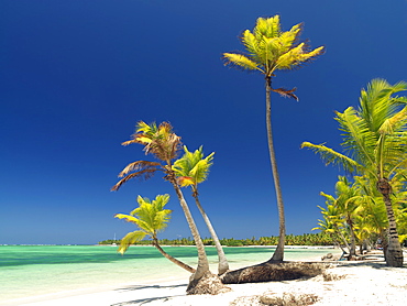 Palm trees and white sandy beach, Bavaro Beach, Punta Cana, Dominican Republic, West Indies, Caribbean, Central America