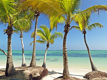 Palm trees and white sandy beach, Bavaro Beach, Punta Cana, Dominican Republic, West Indies, Caribbean, Central America