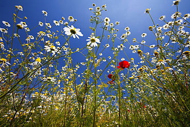 Flowering meadow, Padua province, Veneto, Italy, Europe