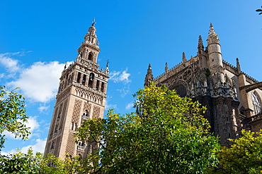 Sevilla Cathedral and Giralda, UNESCO World Heritage Site, Seville, Andalucia, Spain, Europe 