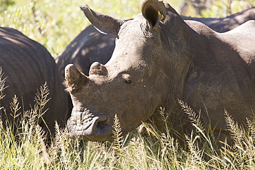 A group of white rhinos (Ceratotherium simum) (square-lipped rhinoceros), Matobo National Park, Zimbabwe, Africa