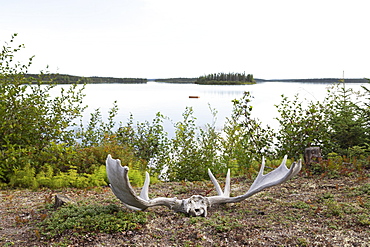 Moose antlers, shed after the rutting season, by the shore of Egenolf Lake in Manitoba, Canada, North America