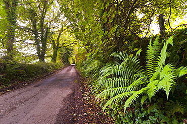 Country lane, Bodmin Moor, Cornwall, England, United Kingdom, Europe