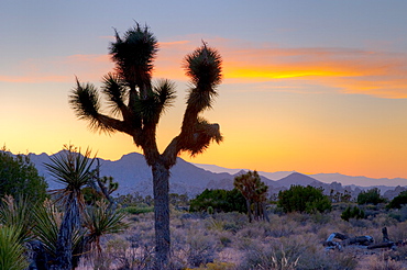 Joshua Tree National Park, California, United States of America, North America