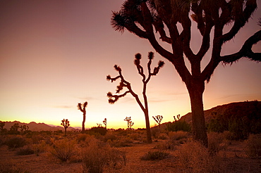 Joshua Tree National Park, California, United States of America, North America