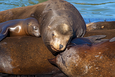 Sealions, Pier 39, San Francisco, California, United States of America, North America