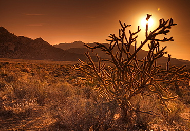 Mojave National Preserve, Granite Mountains in background, California, United States of America, North America