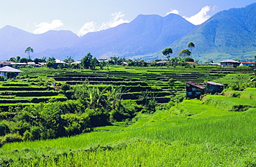 Rice terraces in the rice and coffee growing heart of western Flores, Ruteng, Flores, Indonesia