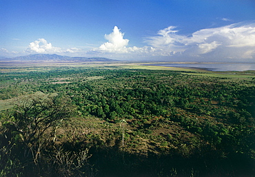 Trees and Grassland Around Lake Manyara, Tasmania, Australia