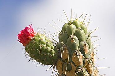 Prickly pear cactus flowering on uplands in the Colta Lake district near Riobamba, Chimborazo Province, Central Highlands, Ecuador, South America