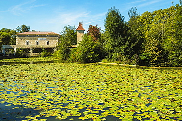 Lily pads on Le Dropt River at this popular south western historic bastide town, Eymet, Bergerac, Dordogne, France, Europe