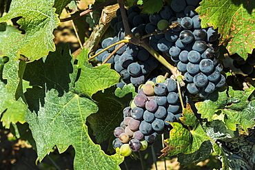 Grand Cru vines of Chateau La Clotte in this historic town and famous Bordeaux red wine region, Saint Emilion, Gironde, France, Europe