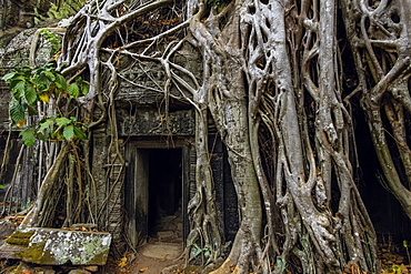 Roots of lithophyte strangler fig at 12th century temple complex Ta Prohm, a Tomb Raider film location, Angkor, UNESCO World Heritage Site, Siem Reap, Cambodia, Indochina, Southeast Asia, Asia