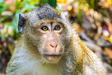 Crab-eating macaque (long-tailed macaque) monkey (Macaca fascicularis) in the jungle, Koh Rong Sanloem Island, Sihanoukville, Cambodia, Indochina, Southeast Asia, Asia