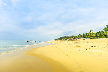 Golden sands, palm trees and ubiquitous house crows on popular Marari Beach, Mararikulam, Alappuzha (Alleppey), Kerala, India, Asia