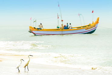 Snowy egrets, a common white heron, with fishing boat at Marari Beach, Mararikulam, Alappuzha (Alleppey), Kerala, India, Asia