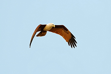 Brahminy kite (Haliastur indus), common here due to fish scraps, Marari Beach, Mararikulam, Alappuzha (Alleppey), Kerala, India, Asia