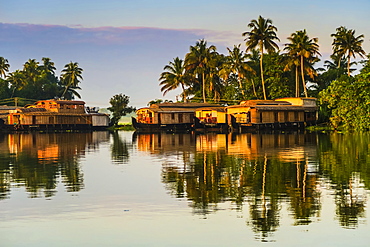 Houseboats moored at dawn after the overnight stay on the popular backwater cruise, Alappuzha (Alleppey), Kerala, India, Asia