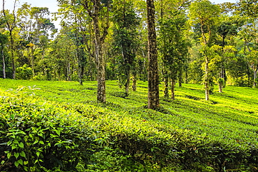 Tea and peppercorn plants at family owned 15 acre estate, growing white tea, coffee, pepper, cardamom, Anachal, Munnar, Kerala, India, Asia