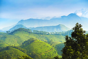 View north across Munnar tea estates to the Western Ghats and 2695m Anamudi, highest peak in south India, Munnar, Kerala, India, Asia