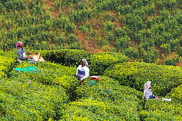 Female tea workers in the morning at Lakshmi tea estate in the Kannan Devan Hills west of Munnar, Lakshmi, Munnar, Kerala, India, Asia