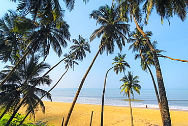 Leaning palm trees at lovely unspoilt deserted Kizhunna Beach, south of Kannur on the state's North coast, Kannur, Kerala, India, Asia