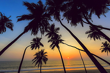 Leaning palm trees at sunset on lovely unspoilt Kizhunna Beach, south of Kannur on the state's North coast, Kannur, Kerala, India, Asia