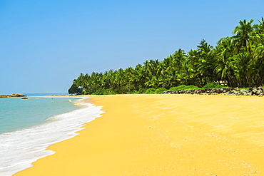 Leaning palm trees at lovely unspoilt deserted Kizhunna Beach, south of Kannur on the Kerala North coast, Kannur, Kerala, India, Asia