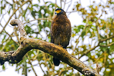 Crested serpent eagle (Spilornis cheela davisoni), medium-sized bird of prey, in scenic Wayanad district, Wayanad, Kerala, India, Asia