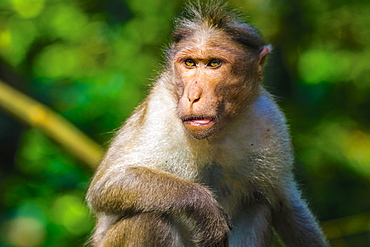 Long-tailed macaque monkey near the Edakkal Caves, where tourist contact has made them tame, Edakkal, Wayanad, Kerala, India, Asia