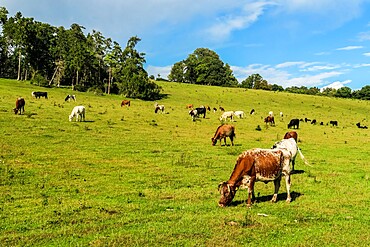 Cattle grazing in a Chiltern Hills valley at Rotherfield Greys just west of Henley-on-Thames, Rotherfield Greys, Oxfordshire, England, United Kingdom, Europe