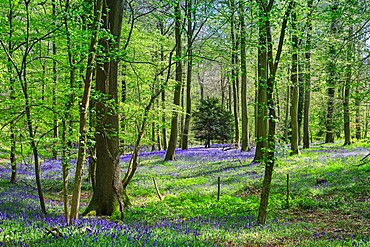 Bluebells in springtime in a classic beech tree setting at College Wood, Pishill in the Chiltern Hills, Pishill, Oxfordshire, England, United Kingdom, Europe