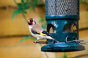 European goldfinch (Carduelis carduelis) on squirrel-proof sunflower seed bird feeder, Henley-on-Thames, Oxfordshire, England, United Kingdom, Europe