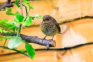 Juvenile (immature) European robin (Erithacus rubecula) perched in a Chiltern Hills garden, Henley-on-Thames, Oxfordshire, England, United Kingdom, Europe