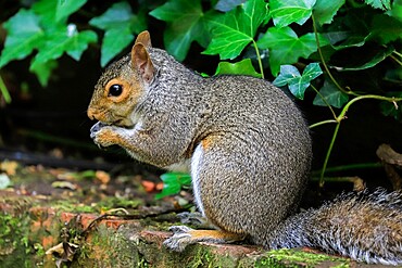 Eastern grey squirrel (Sciurus carolinensis) in garden, an invasive species from North America, Henley-on-Thames, Oxfordshire, England, United Kingdom, Europe