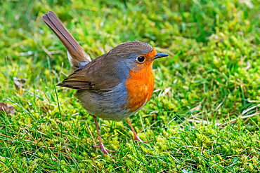 European robin (Erithacus rubecula), a colourful popular bird, in the Chiltern Hills, Pishill, Henley-on-Thames, Oxfordshire, England, United Kingdom, Europe