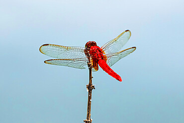 Scarlet Basker dragonfly (Urothemis signata) by fish pond, Rammang-Rammang, Maros, South Sulawesi, Indonesia, Southeast Asia, Asia