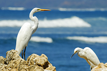 Great Egret (Ardea alba) on left and little egret (Egretta garzetta) at Nosara Beach and river mouth, Nosara, Guanacaste, Costa Rica, Central America