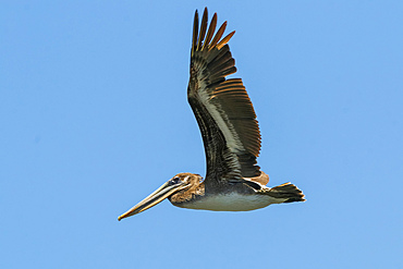 Brown Pelican (Pelecanus occidentalis) looking for fish at Nosara Beach and river mouth, Nosara, Guanacaste Province, Costa Rica, Central America