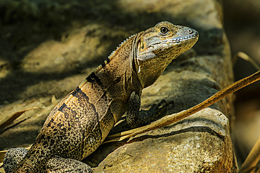 Ctenosaur (Black Spinytail Iguana) (Ctenosaura similis) a common large lizard, Nosara, Guanacaste Province, Costa Rica, Central America