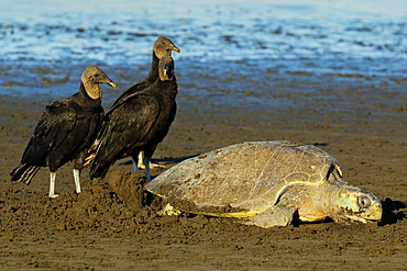 Vultures wait to steal eggs as Olive Ridley turtle digs nest at this refuge, Ostional, Nicoya Peninsula, Guanacaste, Costa Rica, Central America