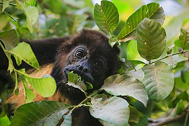 Mantled Howler Monkey (Alouatta palliata), named for its call, eating leaves in tree, Nosara, Guanacaste Province, Costa Rica, Central America